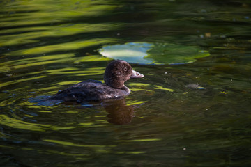 Juvenile Tuffted Duck in a pond at Drottningholm island in Stockholm