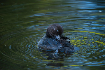 Juvenile Tuffted Duck in a pond at Drottningholm island in Stockholm