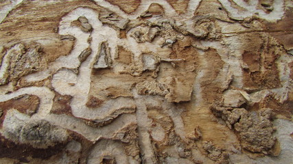 Infested ash wood (close-up)