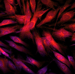 Fibroblast cells mebrane labeled with fluorescent dye