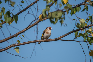Goldfinch on a branch in a meadow in Bromma, Stockholm