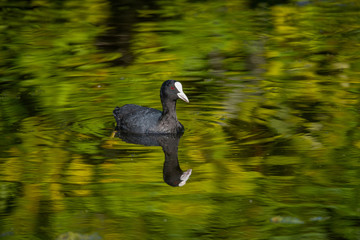 Coot in a pond at Drottningholm island in Stockholm