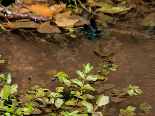 Libellules & péripéties