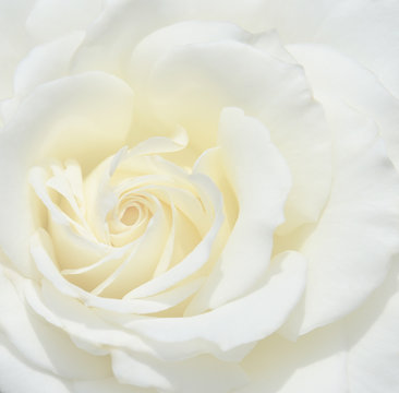 Beautiful white rose as background