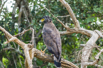 safari at yala national park, sri lanka