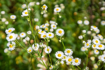 Small Wild Daisy Flowers in the Field
