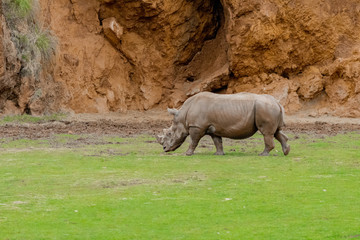 a family of rhinos grazing in a green meadow