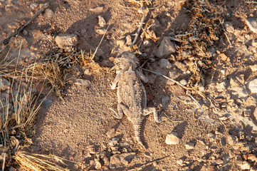 Horn Toad (Horny Toad)