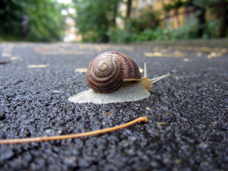 snail on a green leaf