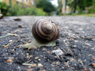 snail on stone