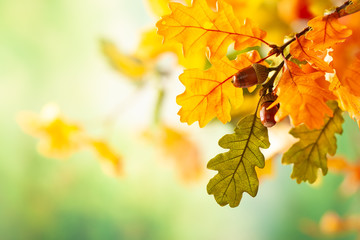 Autumn yellow leaves  of oak tree in autumn park. Fall background with leaves. Beautiful autumn...