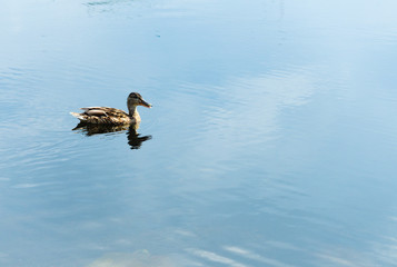Young, lonely duck floating in the lake