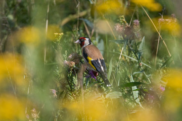 Goldfinch on a common thistle in a meadow in Bromma, Stockholm