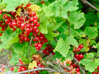 Sweet, juicy berries of red currant on a branch in the garden