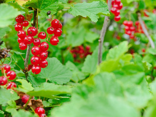 Ripe redcurrant berries on a branch in the garden