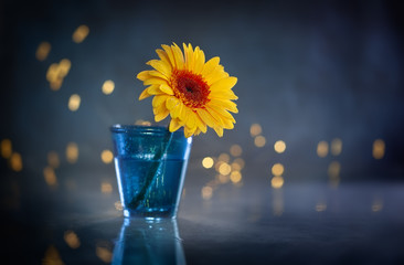 Beautiful yellow flower in blue vase at bokeh background, front view, close up. Autumn concept with gerbera flower.