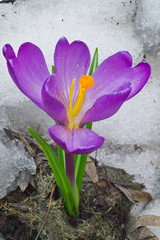 A colorful purple Crocus flower bloomed in the snow. One Crocus.