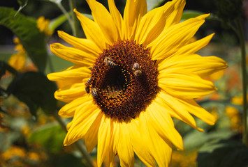 Fototapeta premium Bienen auf Sonnenblume 