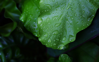 Rain drops on the green leaf