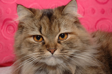 Naklejka premium portrait of cat 