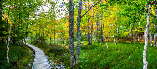 Wooden footpath through the fall foliage of Jesup Trail in Acadia National Park