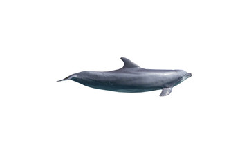 Fototapeta premium grey bottlenose dolphin isolated on white