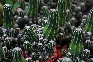 Lots of little green potted cactus