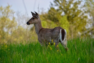 deer in the field