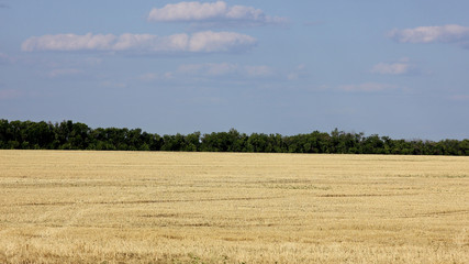 panoramic landscape with wheat field and forest on the horizon