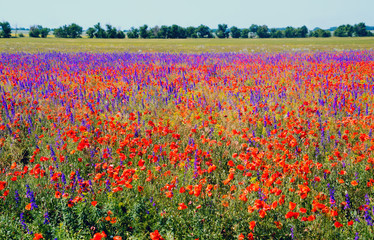 Blooming red poppies and purple flowers in the field .