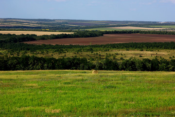 Fototapeta na wymiar panoramic landscape with wheat field and forest on the horizon