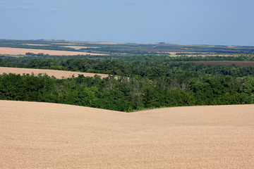 Fototapeta na wymiar beautiful panoramic view of the ripe wheat field