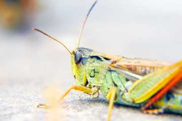 Locusts on the ground. Locust invasion