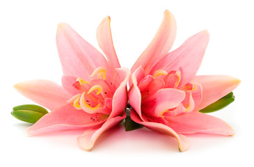 Obraz na płótnie Canvas Two pink lily.