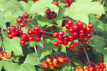 Red berries of viburnum on a Bush