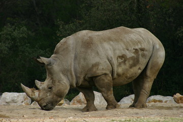 Obraz premium Rhinocéros blanc