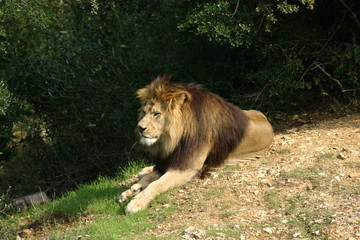 Lion allongé