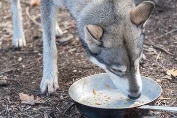 Obraz premium The dog licks an empty bowl