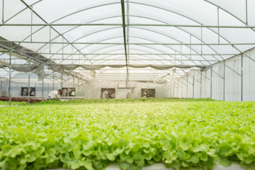 Hydroponic of lettuce farm growing in greenhouse.
