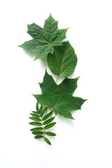 Autumn green leaves isolated on white background. Top view. Fall flat lay with place for your text