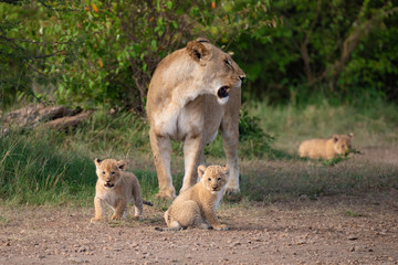 Fototapeta na wymiar Lioness and her young in the Masai Mara