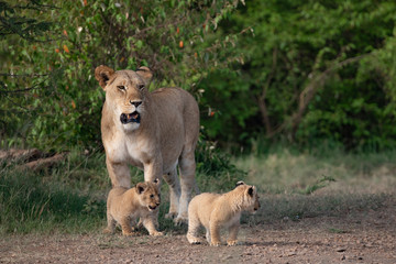 protective lioness mother and her cubs