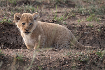 Young lion cub on a dusty trail in the Masai Mara