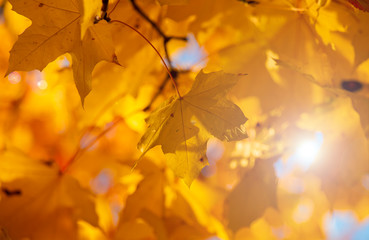 autumn landscape golden autumn maple leaves on a tree