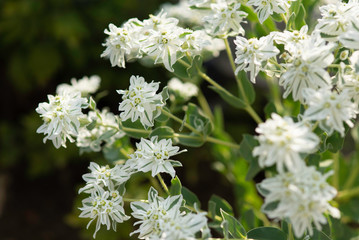 snow-on-the-mountain, white petals with green stripes