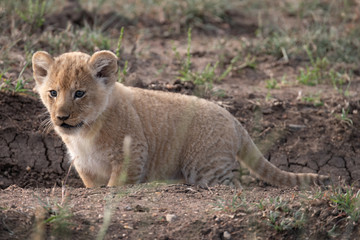 Lion cub out for a walk 