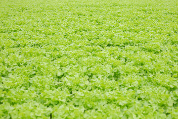 Fototapeta na wymiar Hydroponic of lettuce farm growing in greenhouse.