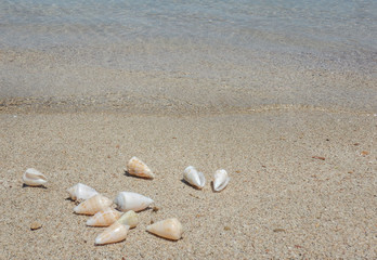 View of the sandy beach. Shells in the sand.