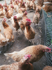 Chickens on traditional free range poultry farm