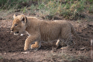 close up of lion cub walking